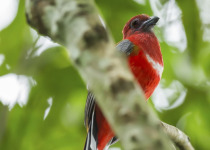 Red-headed Trogon