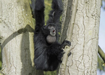 Siamang