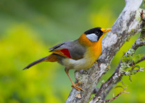 Silver-eared-Mesia