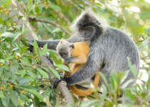 Silvered Leaf Monkey