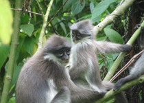 White-thighed Langur, Bukit Fraser