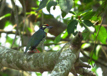 Coppersmith Barbet