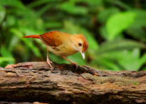 Ferruginous Babbler