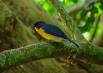 Mangrove Blue-Flycatcher