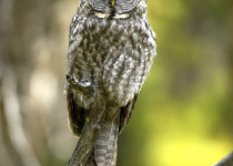 Great Gray Owl