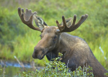 moose