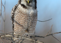 Northern Hawk-Owl