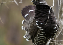 Spruce Grouse