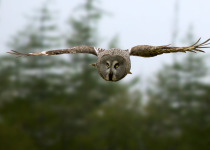 Great Gray owl flying