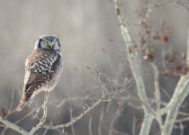 Northern Hawk Owl