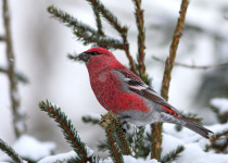 Pine Grosbeak