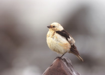 Snow Bunting