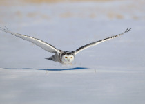Snowy Owl