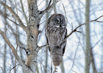 Great Gray Owl