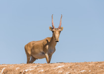 Saiga Antelope