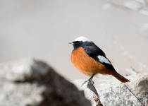White-winged Redstart