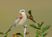 White-crowned Penduline Tit, Remiz coronatus, at Ongi valley in Mongolia.