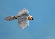 An endangered bearded vulture (Gypaetus barbatus) in flight