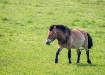 Przewalski's horse. This stocky breed of wild horse was extinct in the wild until breeding programs reintroduced it to the steppes of Mongolia. It is now classed as an endangered sepcies.