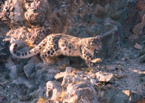 Snow Leopard