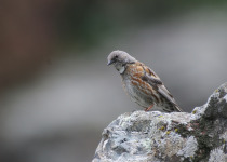 Altai Accentor
