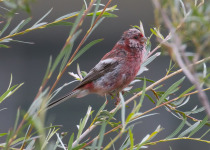 Long-tailed Rosefinch