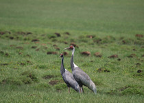 White-naped Crane