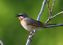 Siberian Rubythroat