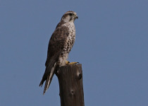 Saker Falcon