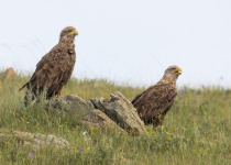 White-tailed Eagles