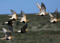 Pallas's sandgrouses (Syrrhaptes paradoxus) in flight