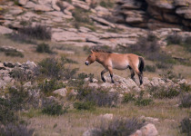 Przewalski's Horse