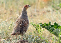 Daurian Partridge