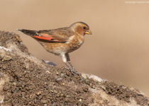Crimson-winged Finch
