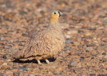 Crowned Sandgrouse