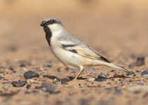 Desert Sparrow