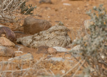 Egyptian Nightjar