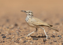 Greater Hoopoe Lark