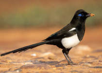 Maghreb Magpie