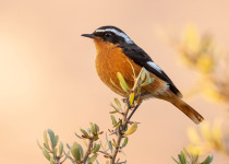 Moussier's Redstart