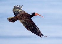 Northern Bald Ibis