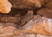 Pharaoh Eagle-Owl