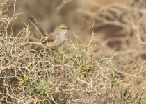 Saharan Scrub Warbler