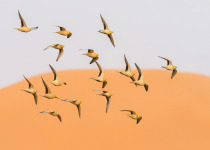 Spotted Sandgrouse