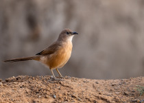 Fulvous Babbler, Fulvous Chatterer, Argya fulva, Turdoides fulva. Sahara desert, Morocco.
