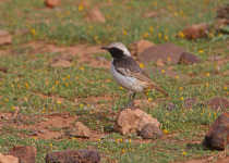 Red-rumped Wheatear (Oenanthe moesta) male perched on rock