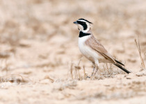 Adult Temminck's Lark (Eremophila bilopha) in the southern negev, Israel,