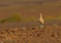 Cream-coloured Courser (Cursorius cursor cursor) adult in stony desert in Morocco