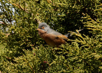Tristram's Warbler (Sylvia deserticola) adult male