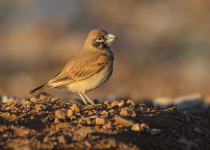 Thick-billed Lark